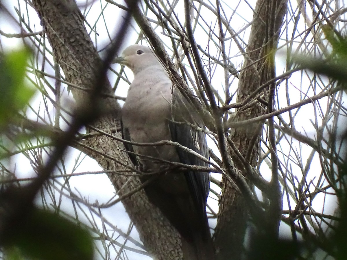 Gray Imperial-Pigeon - ML618713123