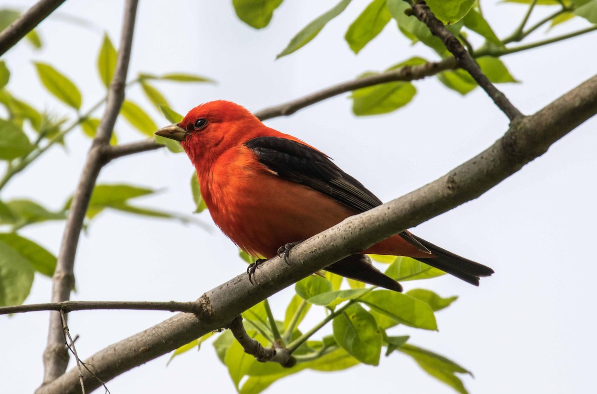 Scarlet Tanager - ML618713133