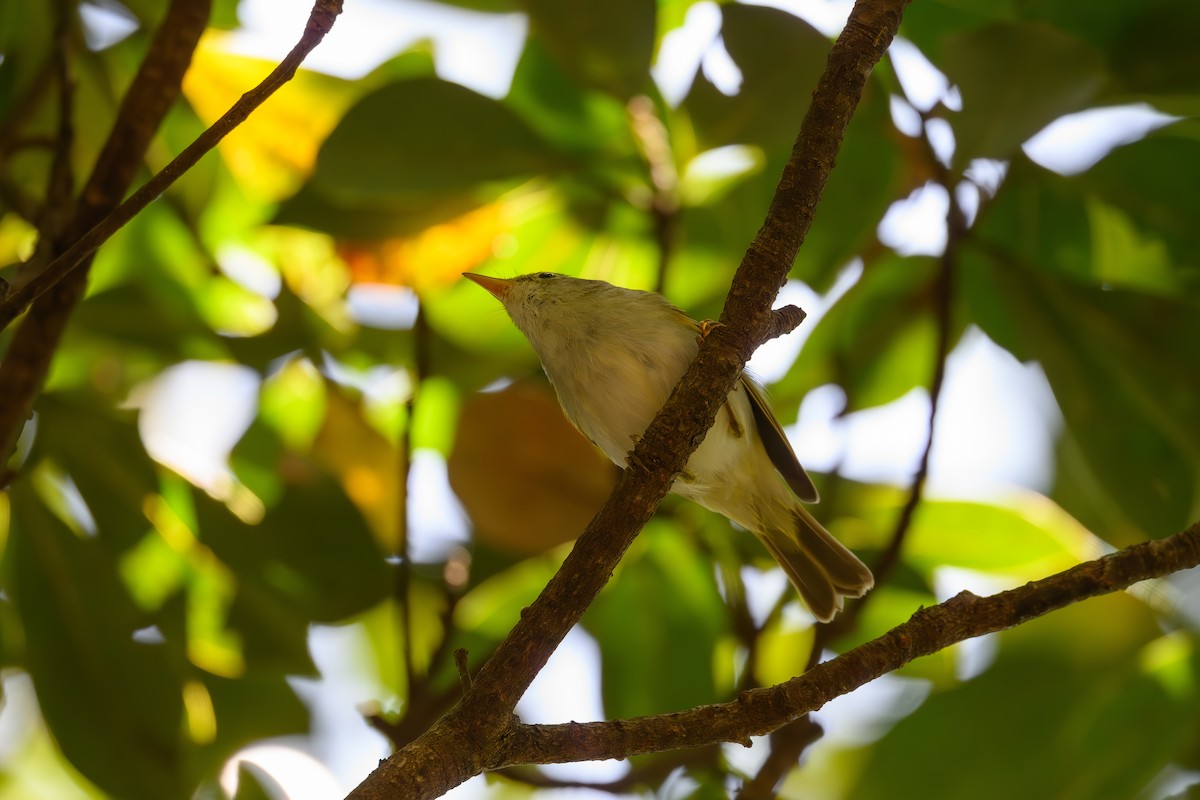 Ijima's Leaf Warbler - ML618713162