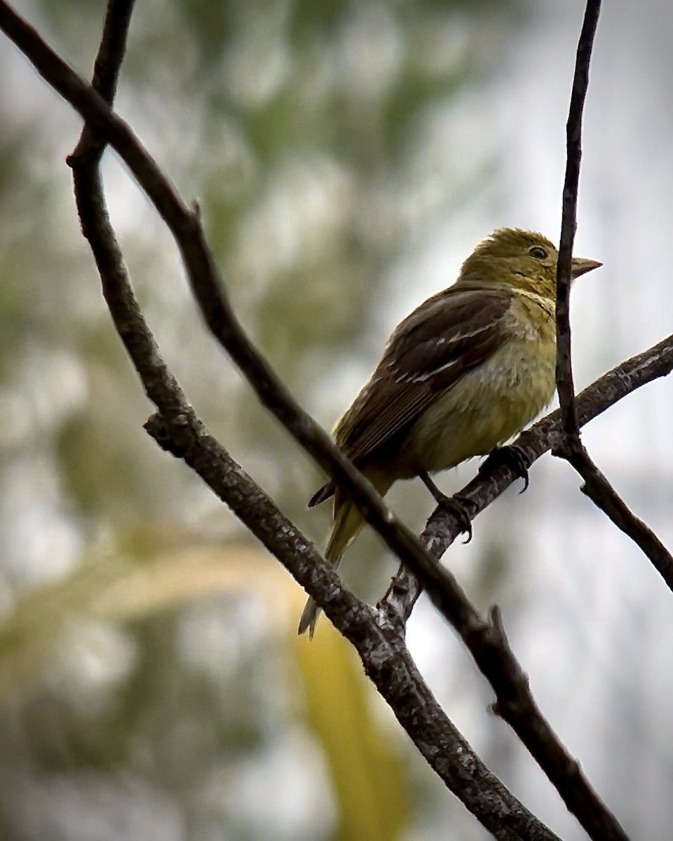 Western Tanager - ML618713192