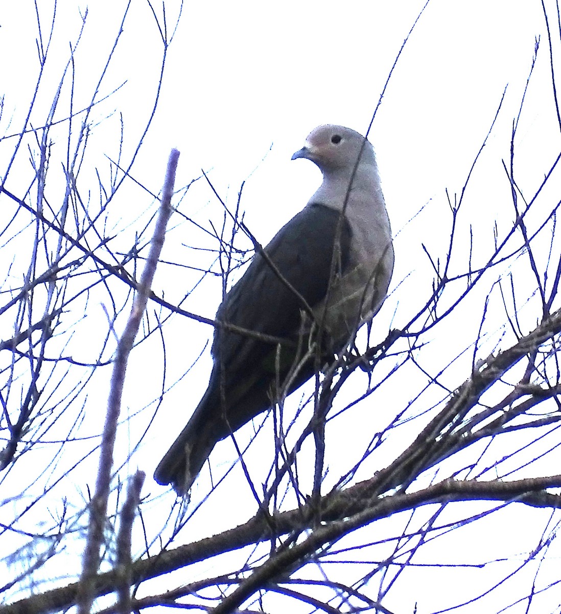 Gray Imperial-Pigeon - ML618713220