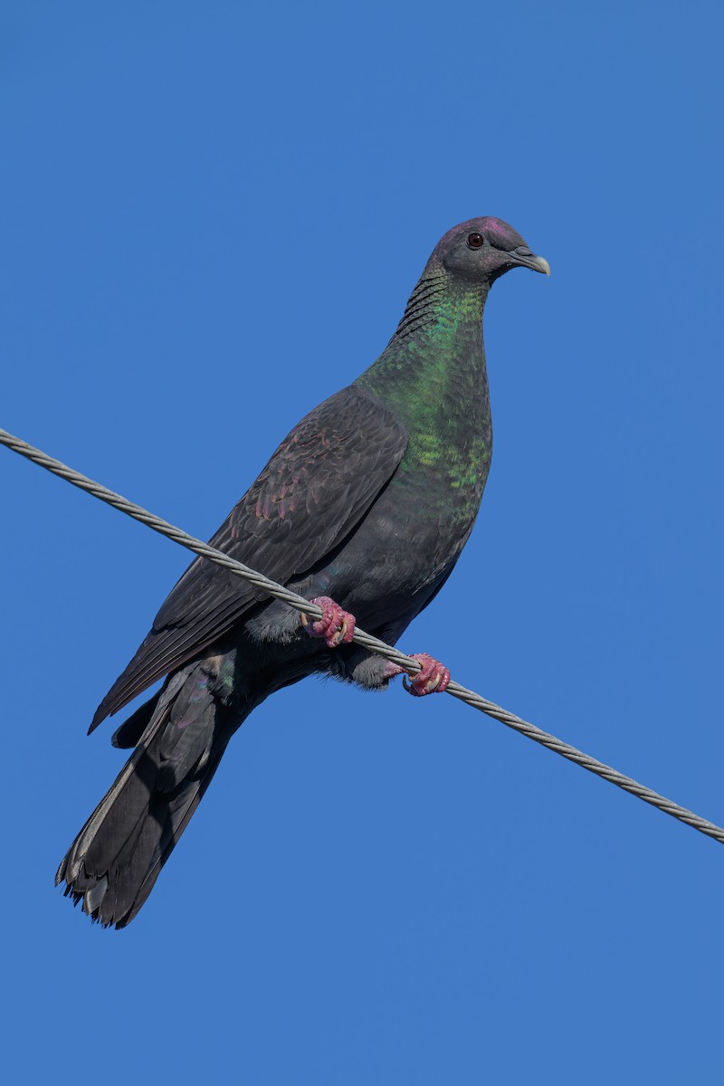 Black Wood-Pigeon - ML618713222