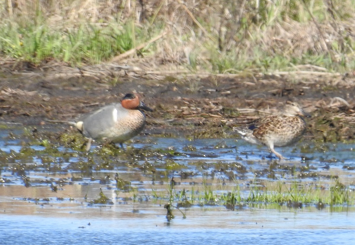 Green-winged Teal - ML618713257