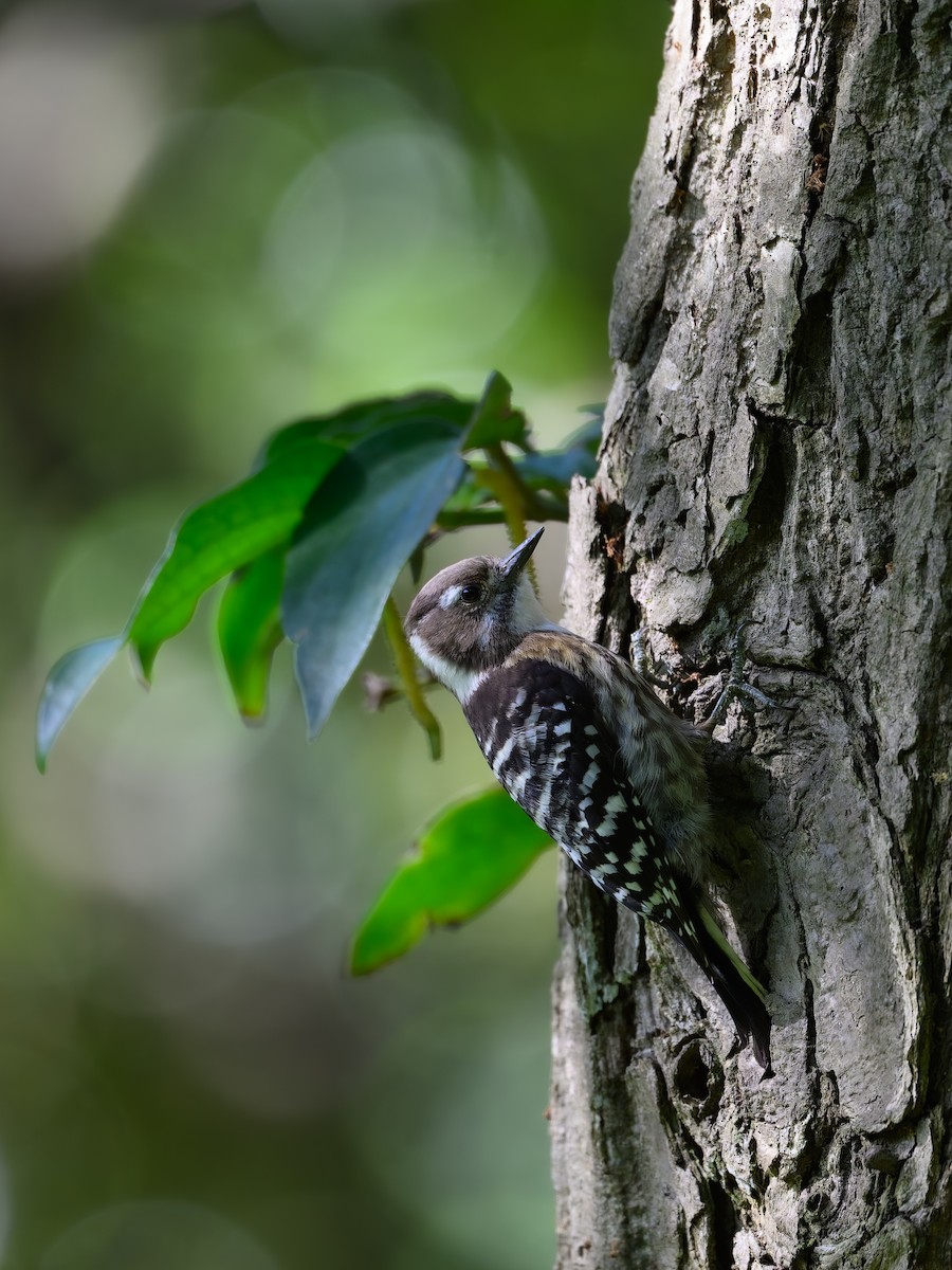 Japanese Pygmy Woodpecker - ML618713261