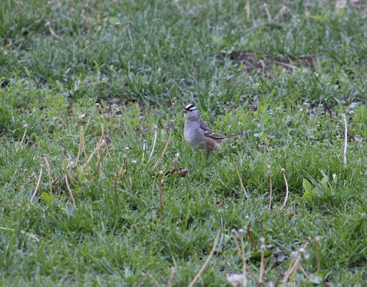 White-crowned Sparrow - ML618713278