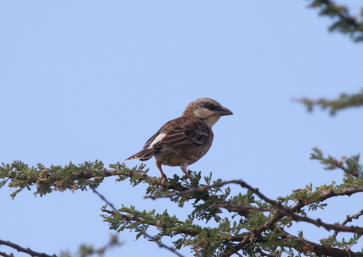 Donaldson Smith's Sparrow-Weaver - ML618713290