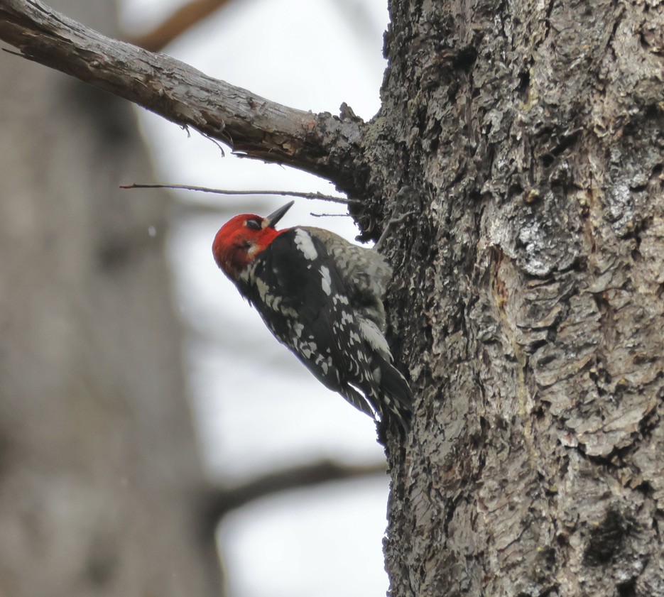 Red-breasted Sapsucker - ML618713302