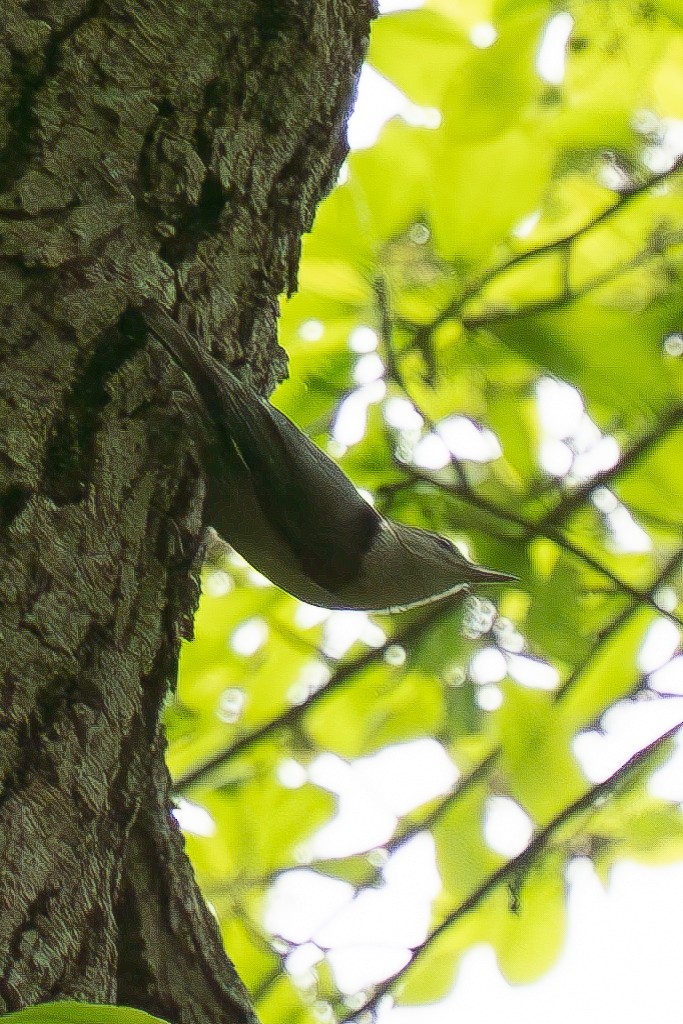 White-breasted Nuthatch - ML618713354