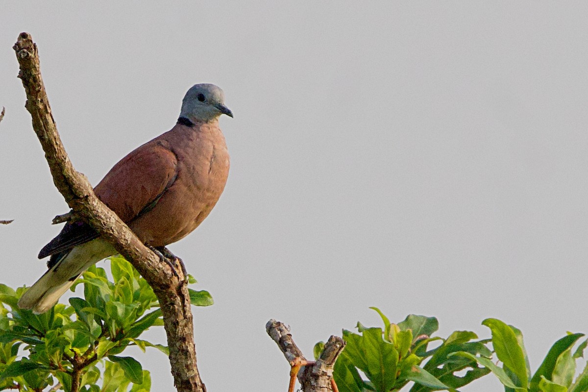Red Collared-Dove - ML618713500