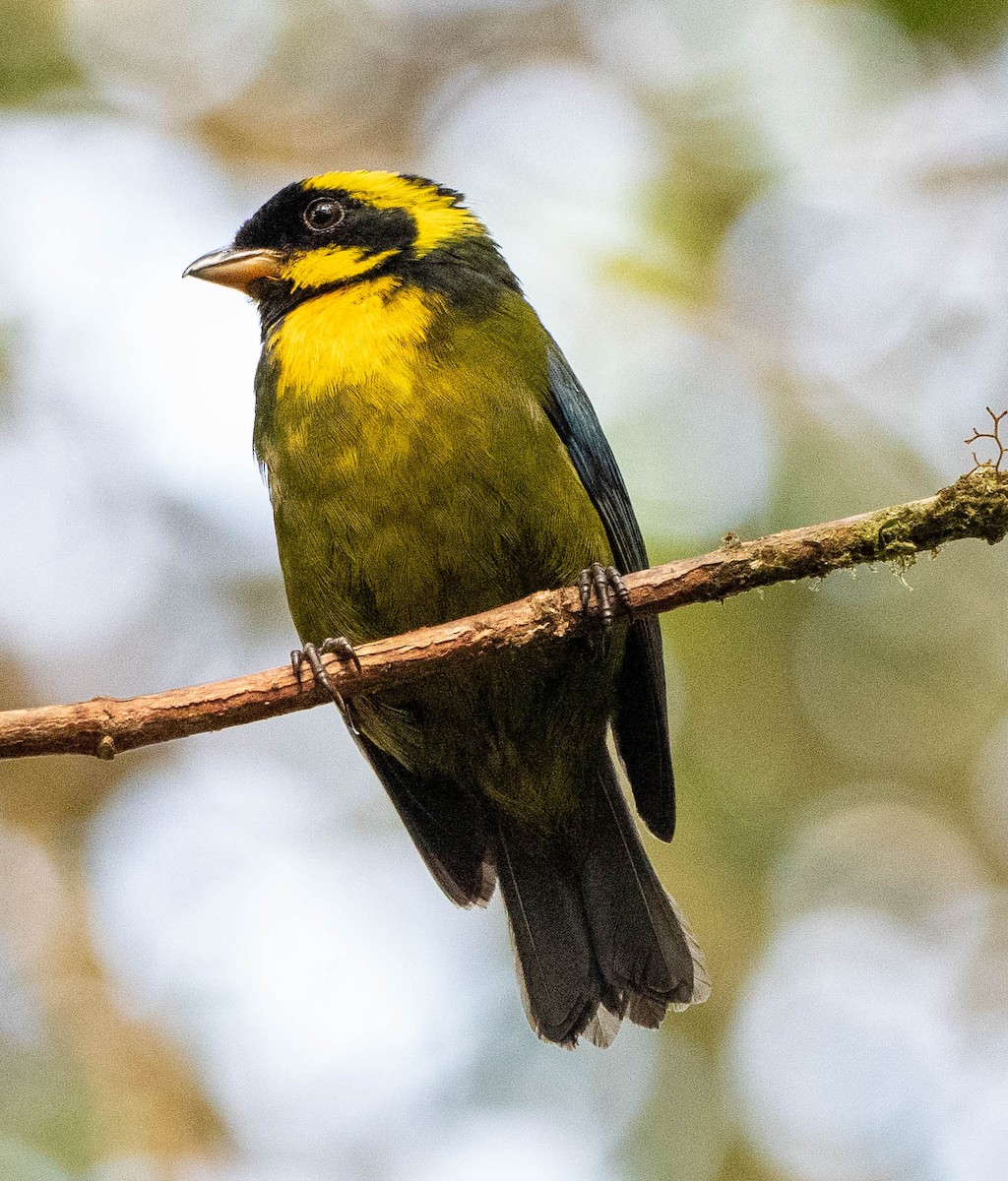 Gold-ringed Tanager - ML618713552
