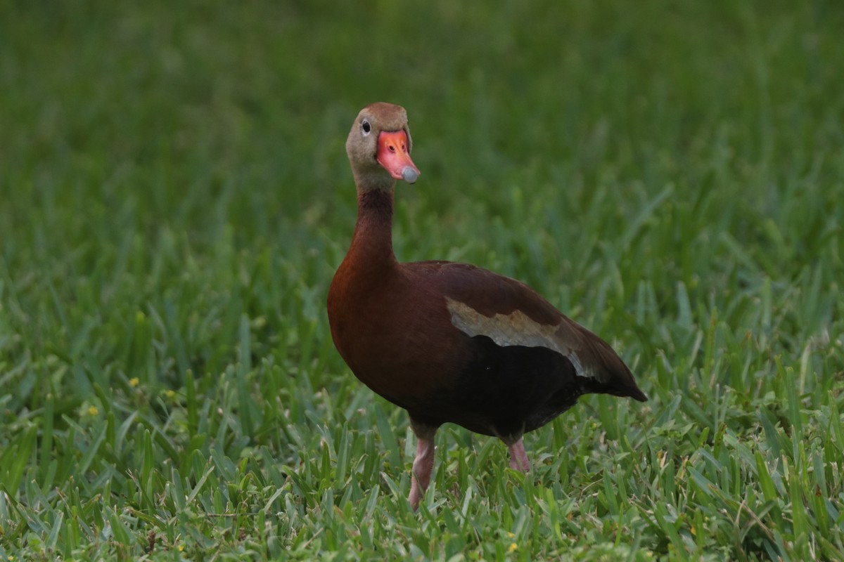Black-bellied Whistling-Duck - ML618713600