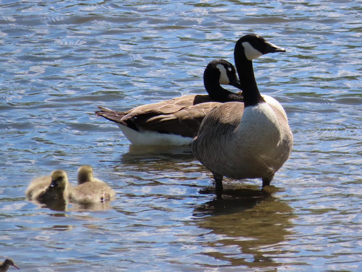 Canada Goose - Mayte Torres