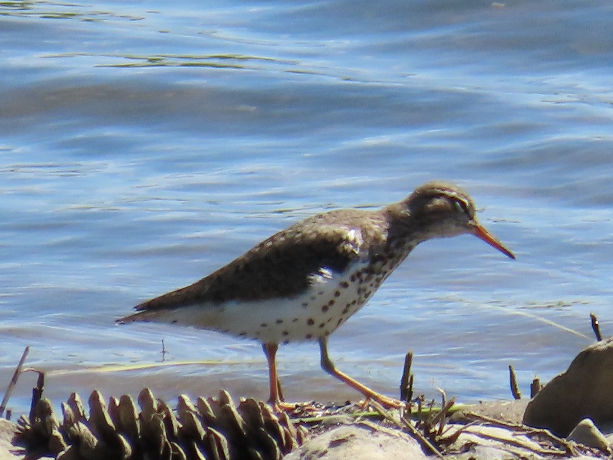 Spotted Sandpiper - Mayte Torres