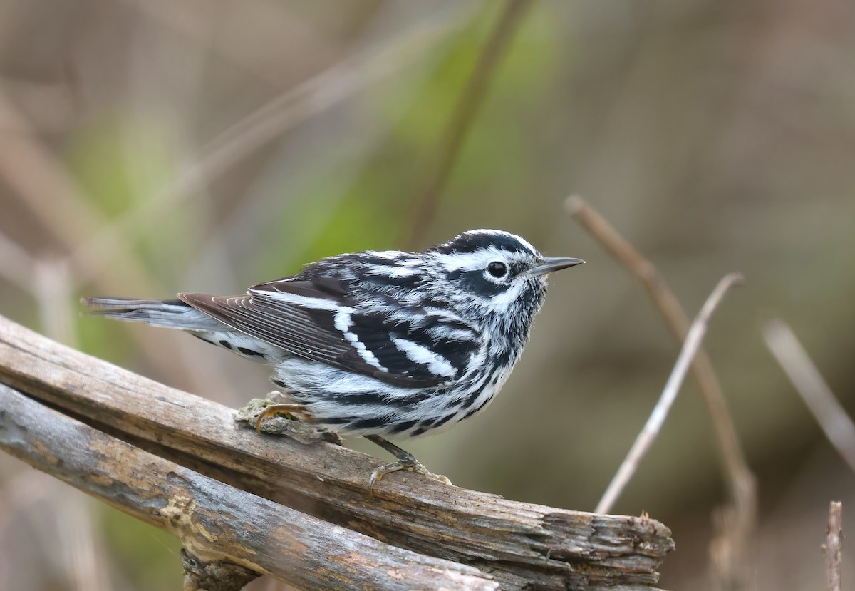 Black-and-white Warbler - ML618713727
