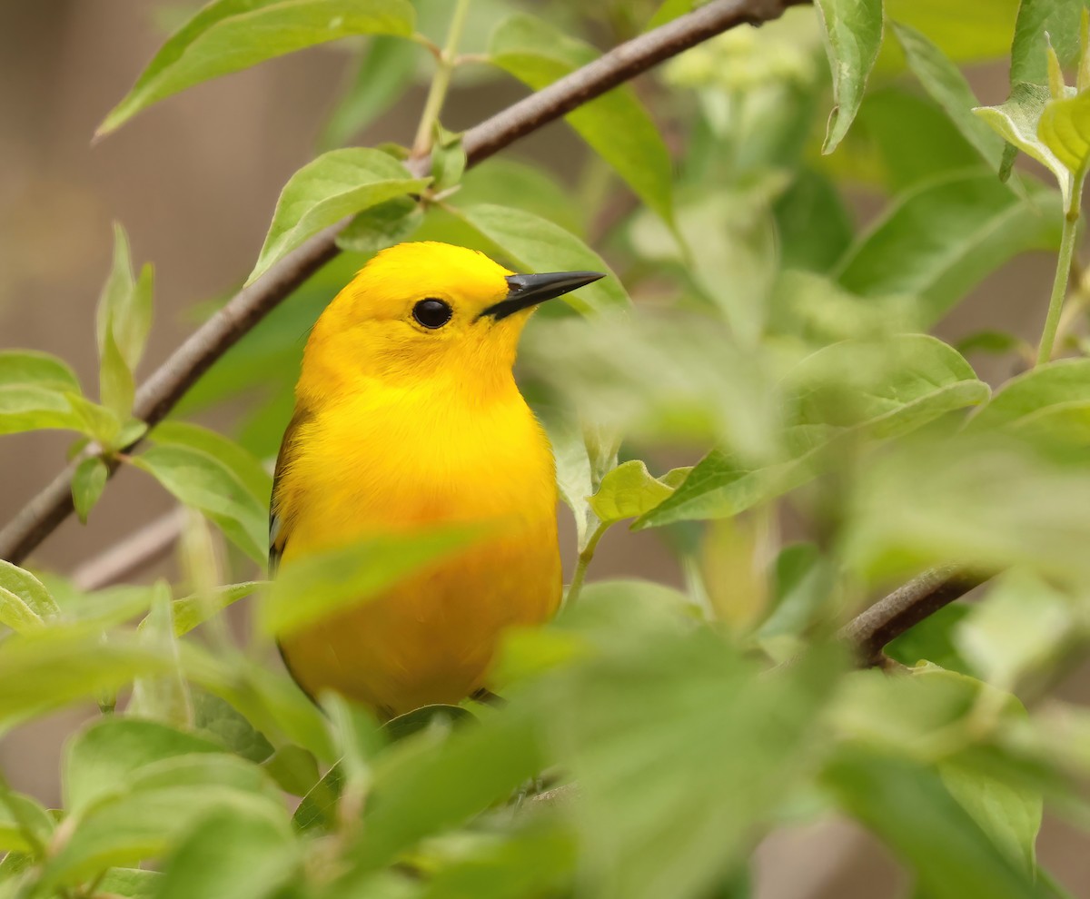 Prothonotary Warbler - ML618713734