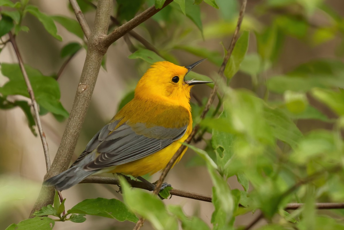 Prothonotary Warbler - ML618713735