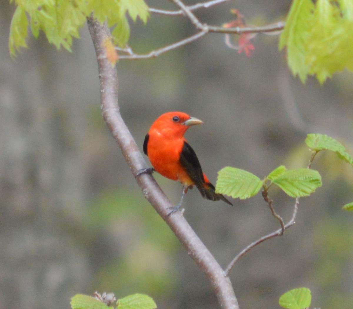Scarlet Tanager - ML618713744