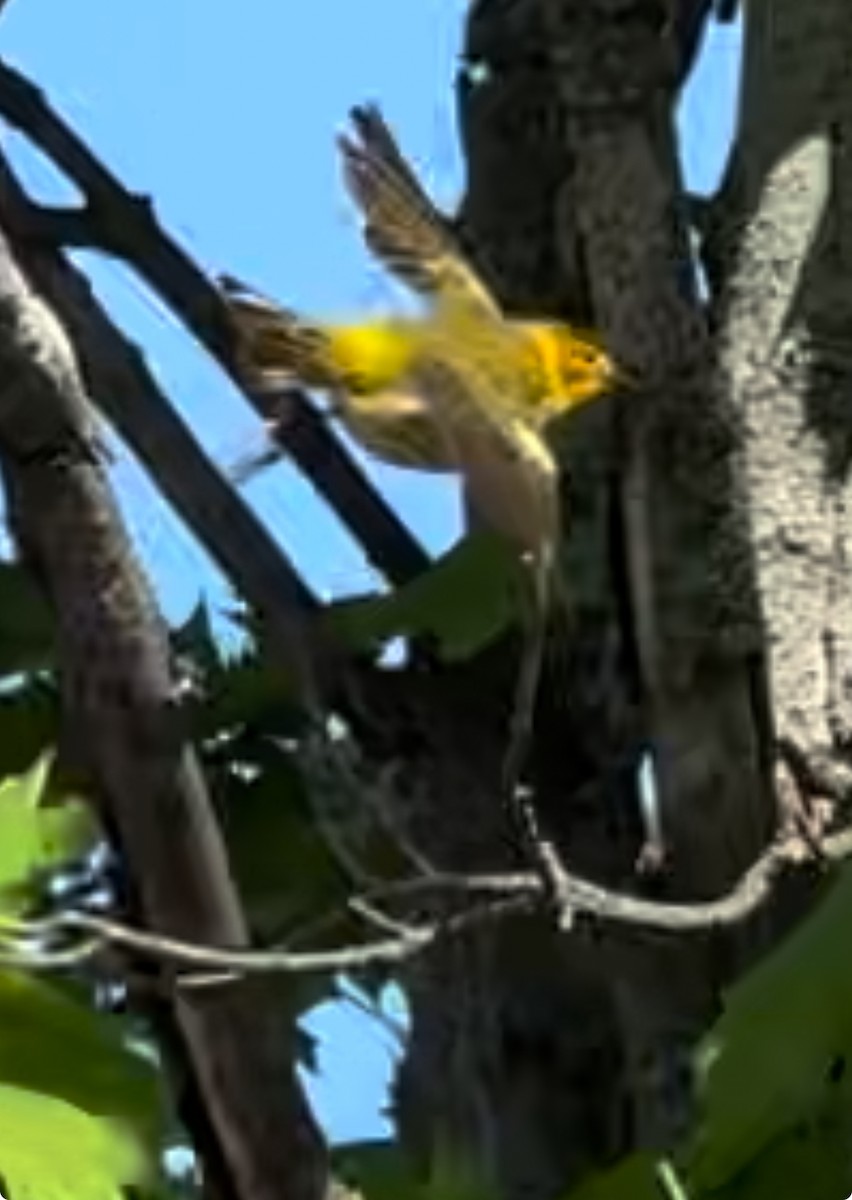 Cape May Warbler - ML618713769
