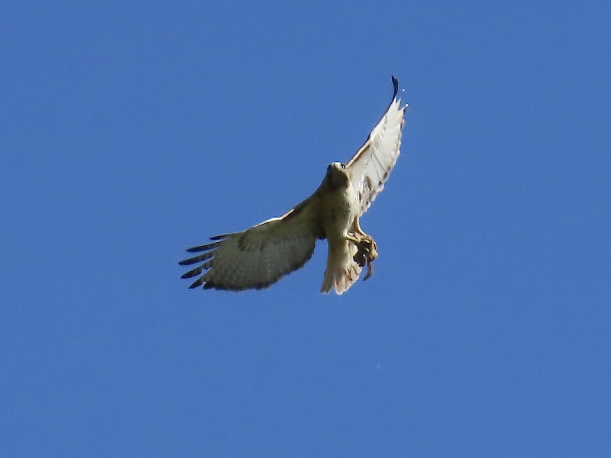 Red-tailed Hawk - ML618713773
