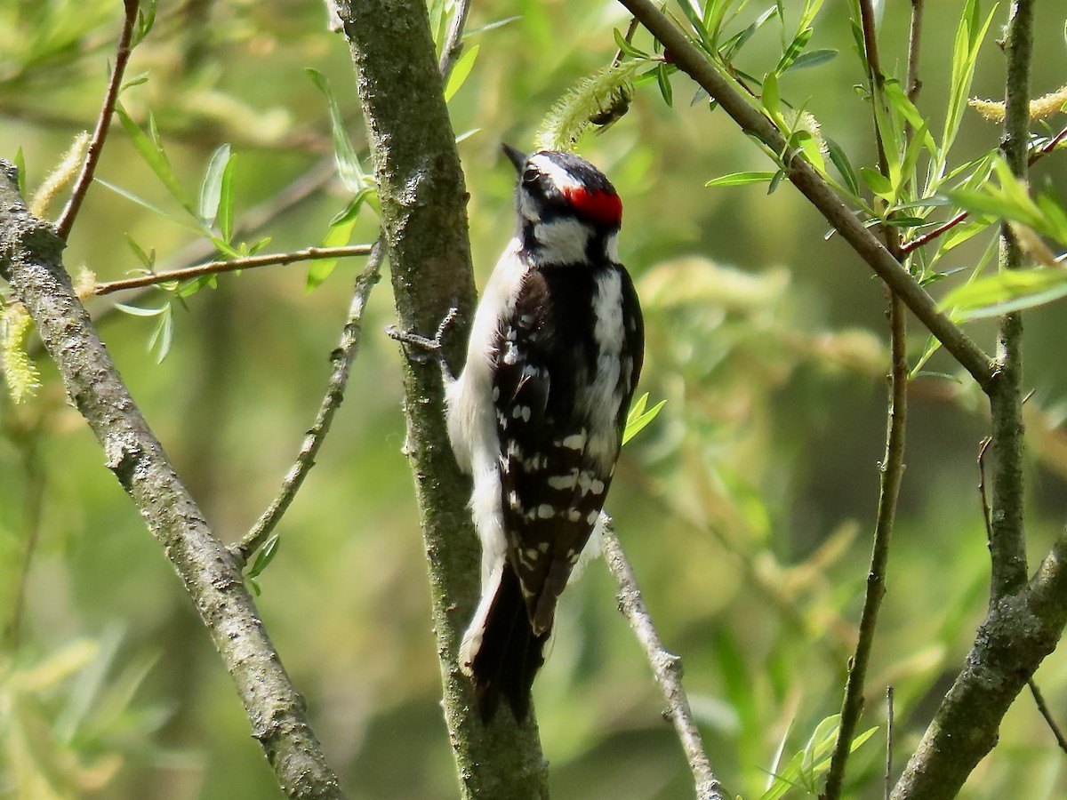 Downy Woodpecker - ML618713786