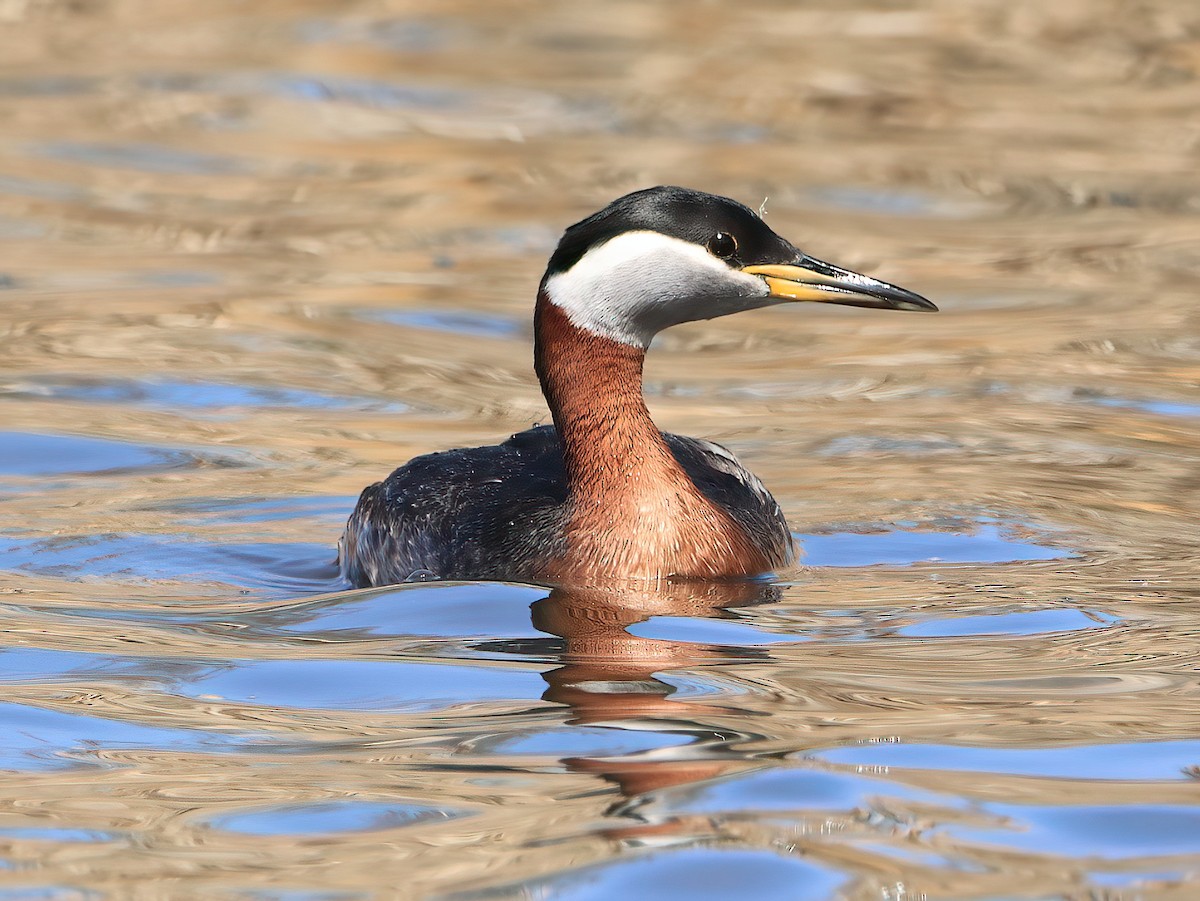 Red-necked Grebe - ML618713845