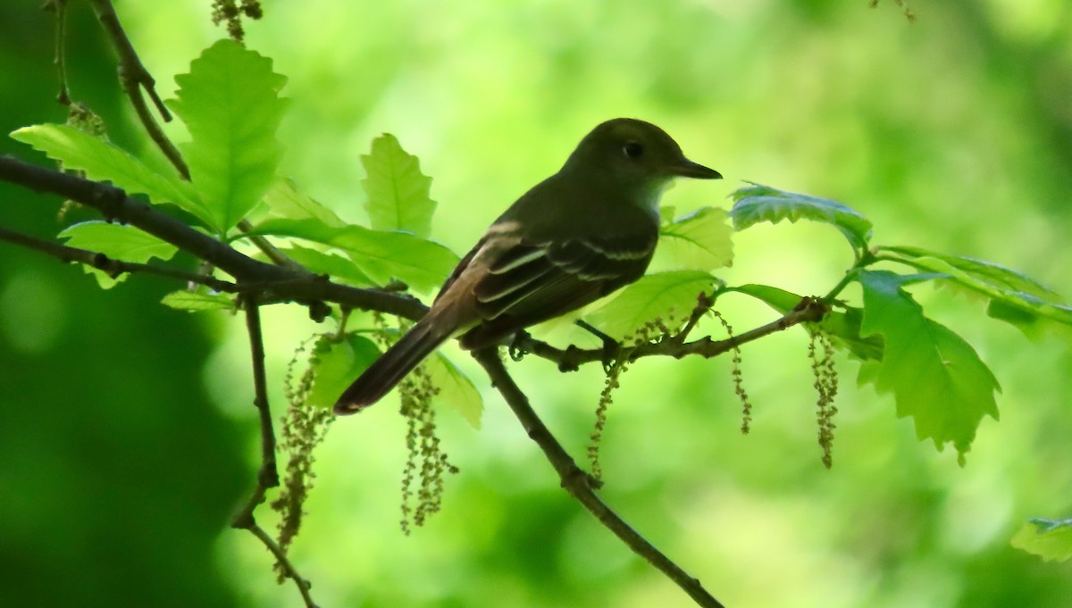 Great Crested Flycatcher - ML618713878