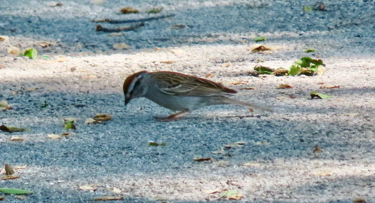 Chipping Sparrow - ML618713982