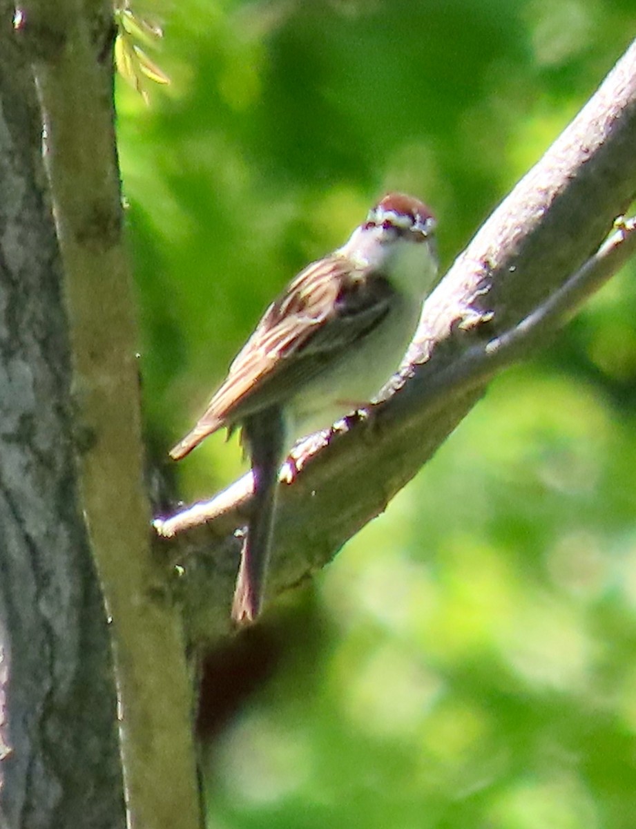Chipping Sparrow - ML618714000
