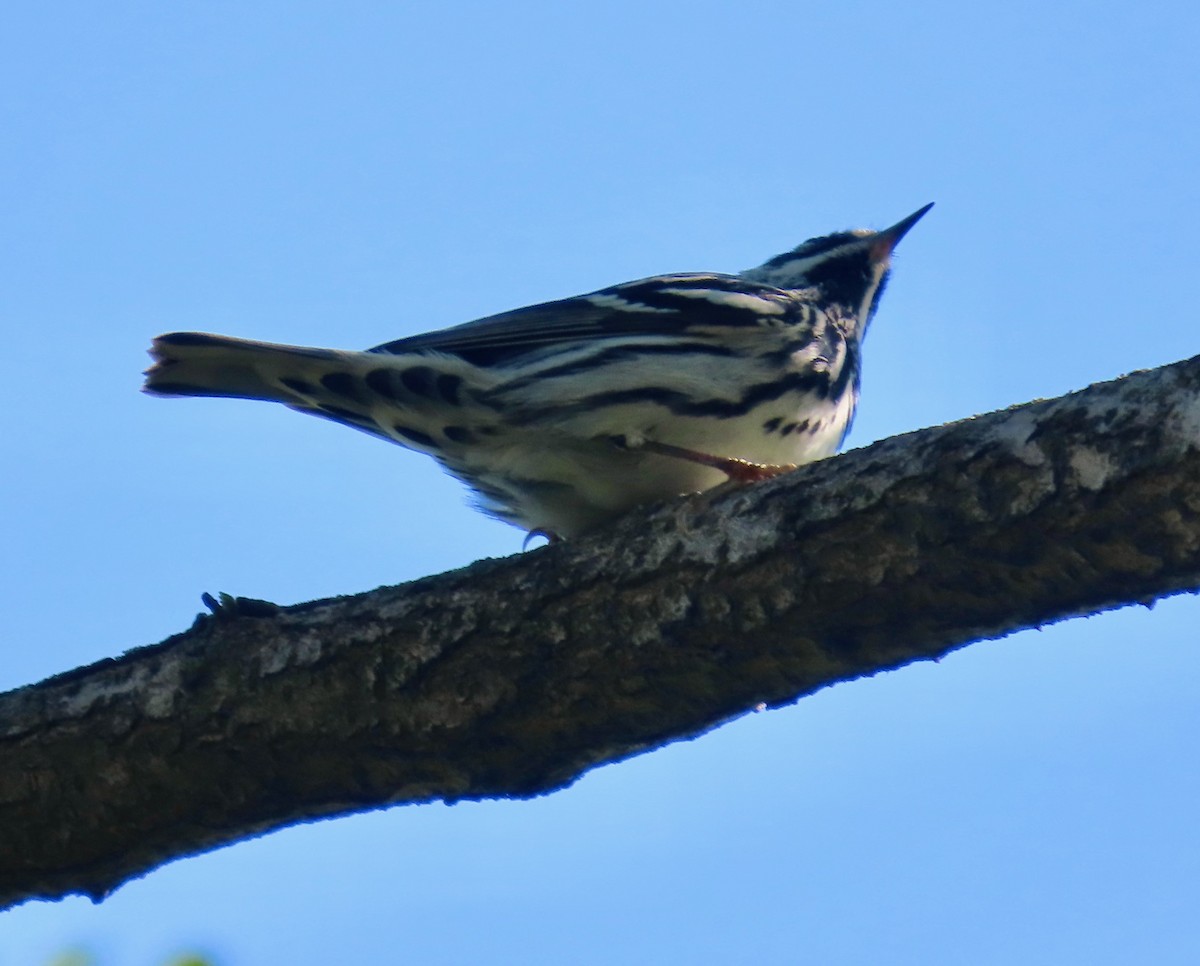 Black-and-white Warbler - ML618714034