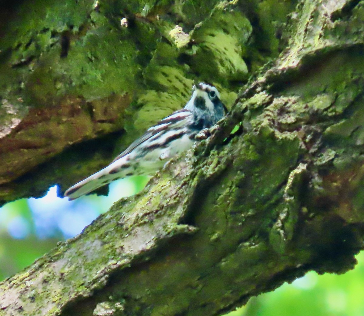 Black-and-white Warbler - ML618714055