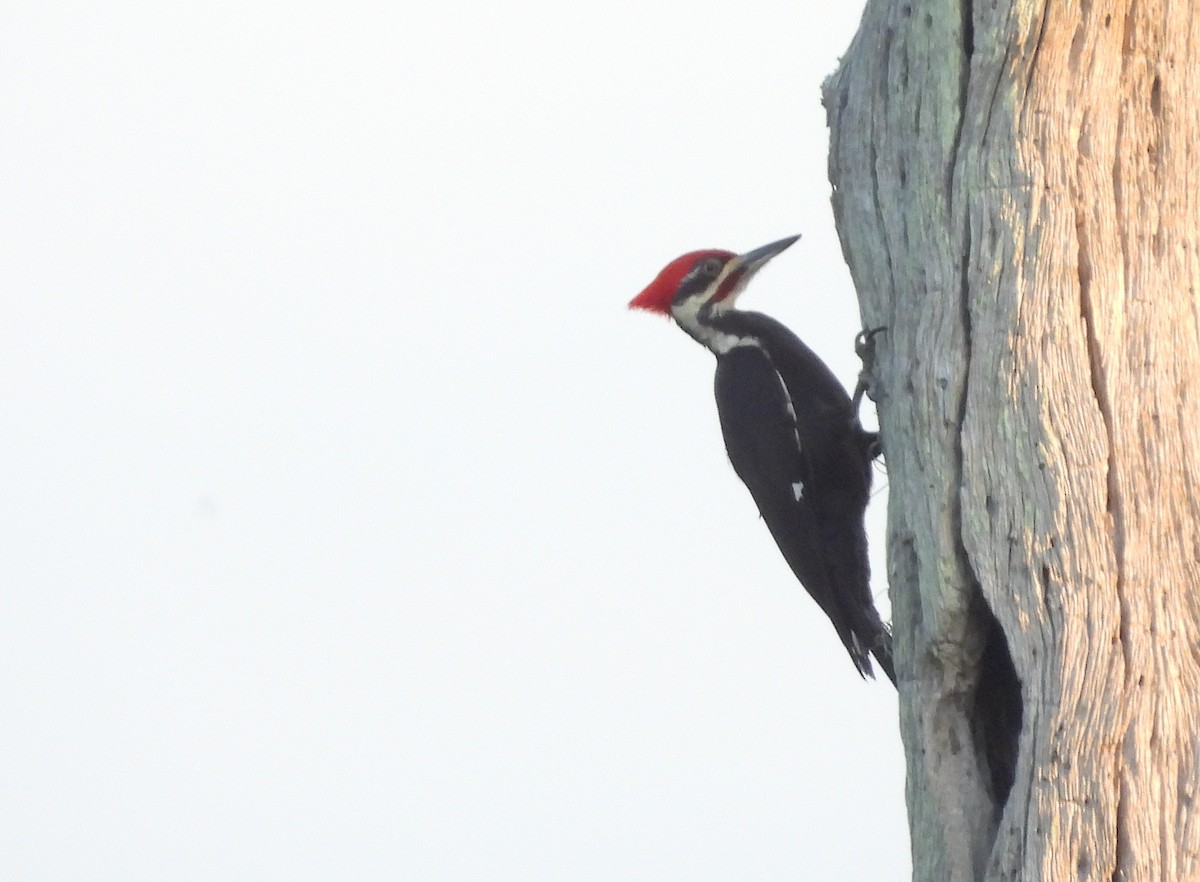 Pileated Woodpecker - ML618714065