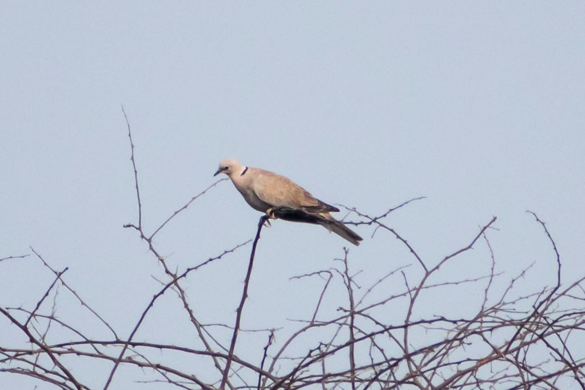 Eurasian Collared-Dove - Prem swaroop Kolluru