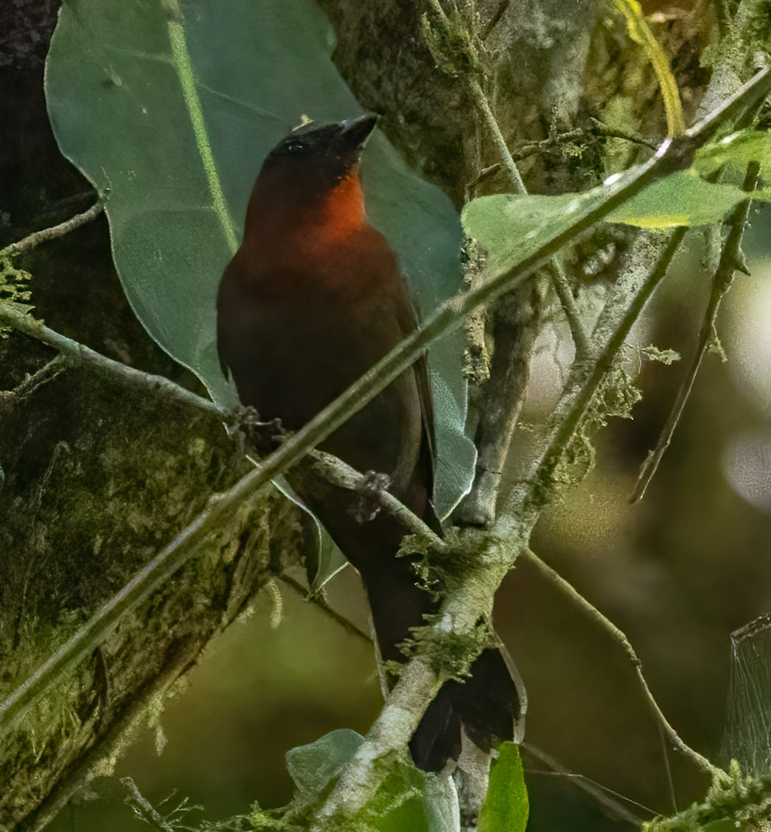 Red-throated Ant-Tanager - ML618714100