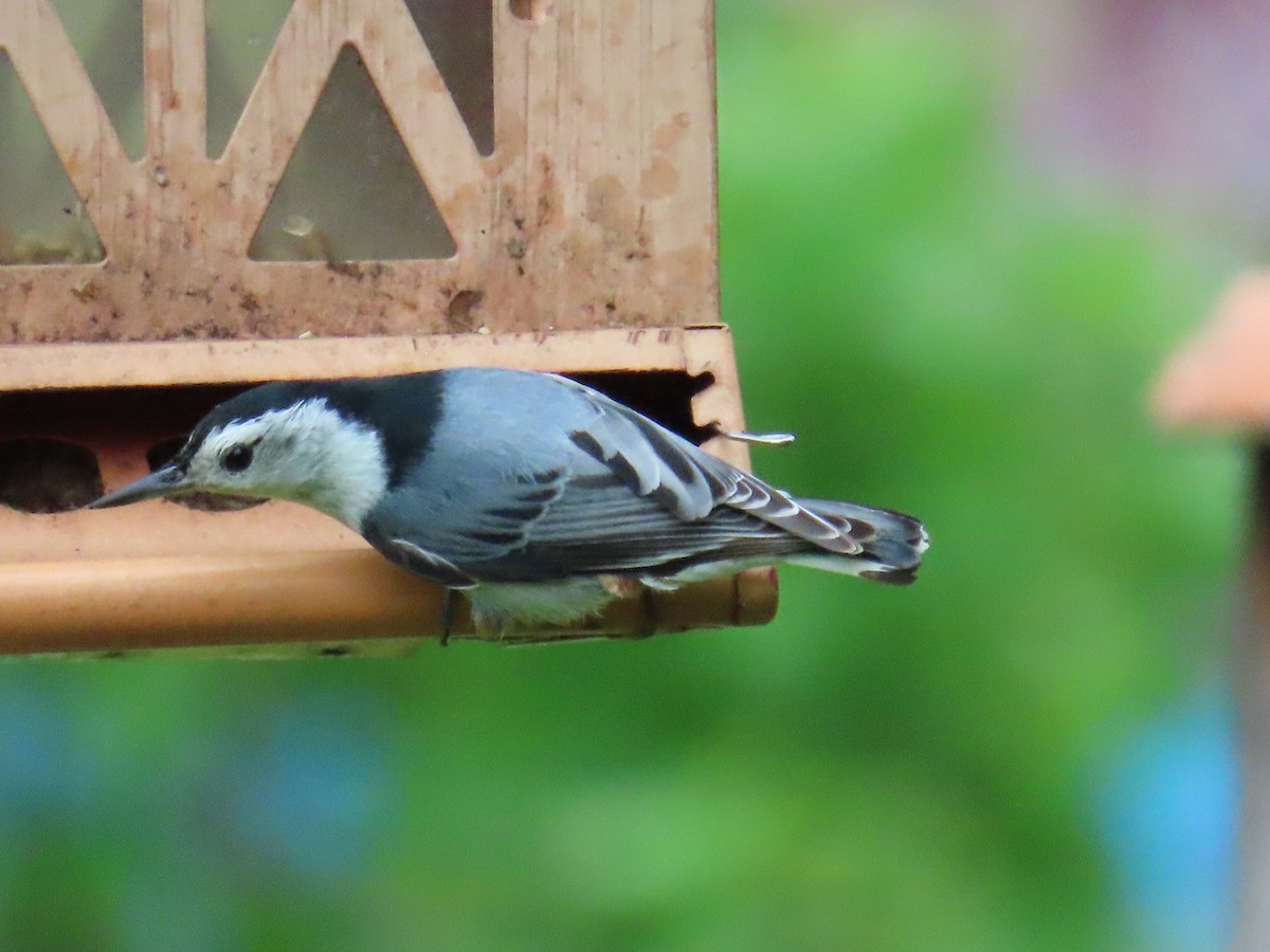 White-breasted Nuthatch - ML618714102