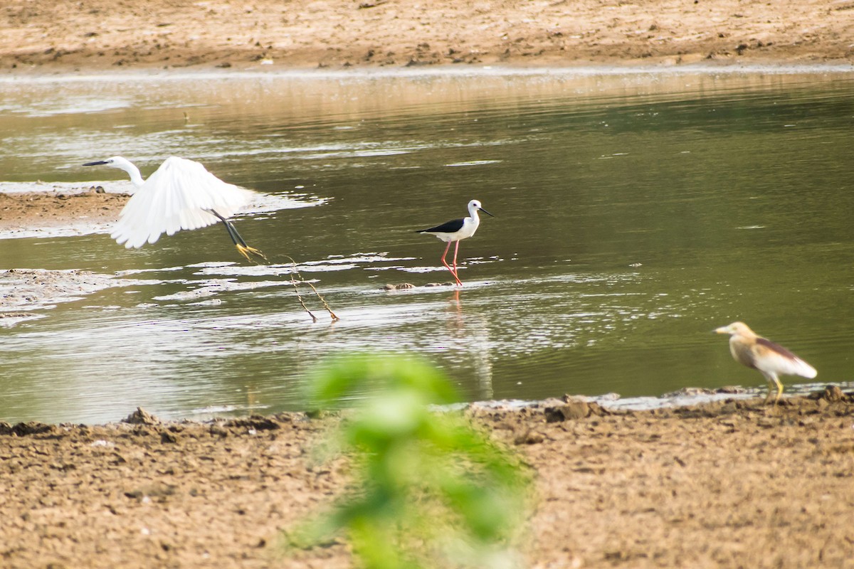 Indian Pond-Heron - Prem swaroop Kolluru