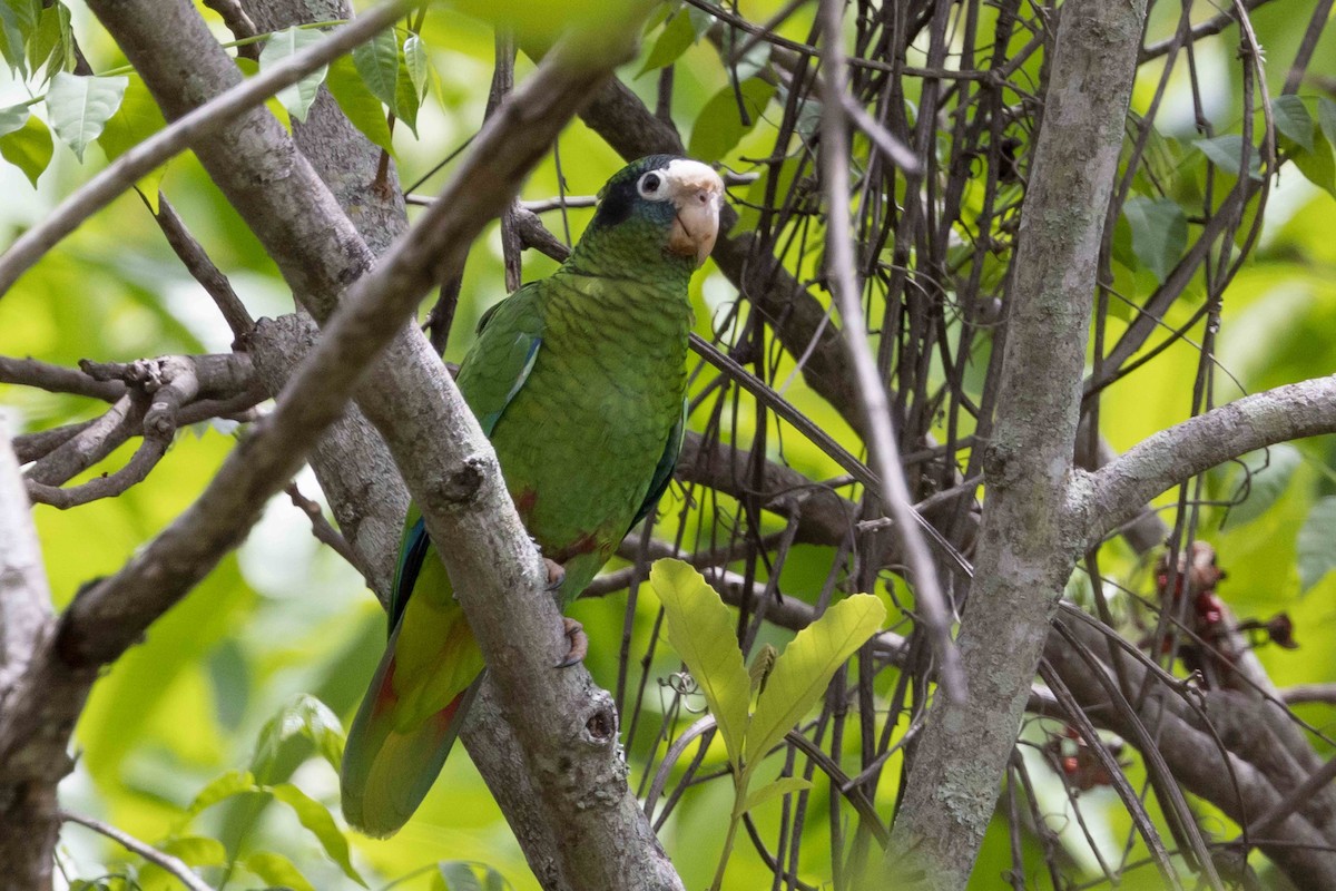 Hispaniolan Parrot - ML618714173