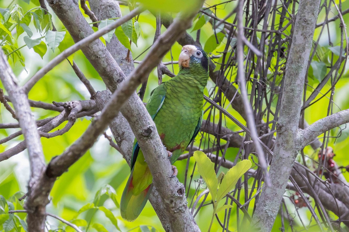 Hispaniolan Parrot - ML618714176