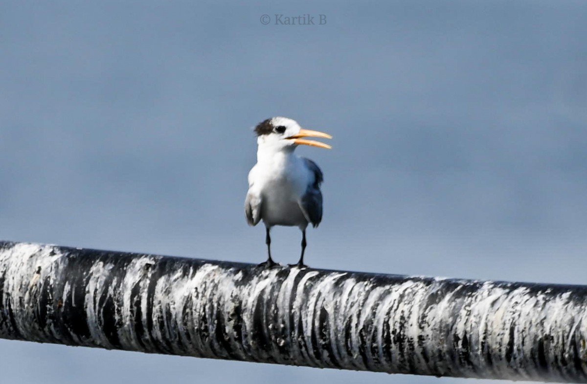 Lesser Crested Tern - Kartik Balasubramaniam