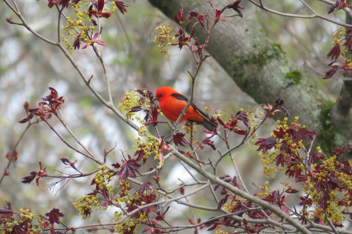 Scarlet Tanager - ML618714215
