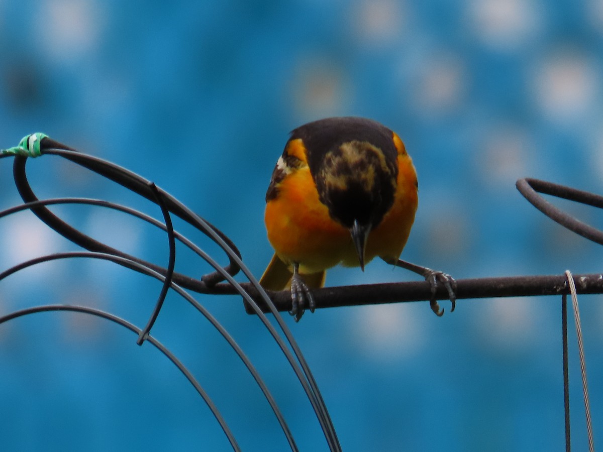 Baltimore Oriole - Mayte Torres