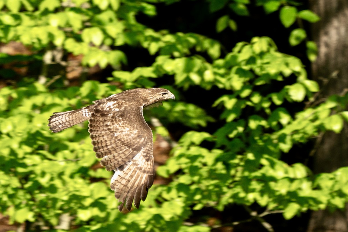 Red-tailed Hawk - ML618714241