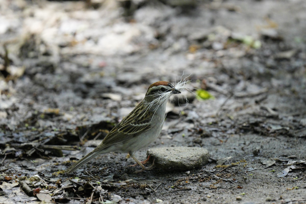 Chipping Sparrow - ML618714262