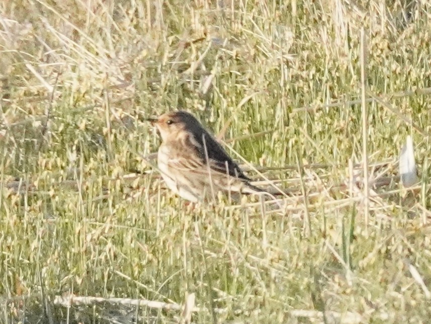 Red-throated Pipit - ML618714306