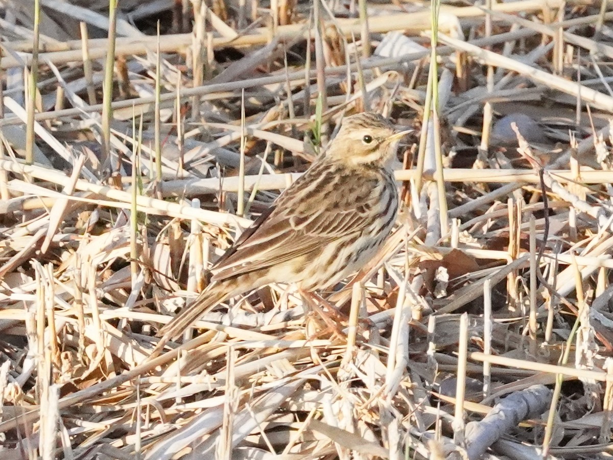 Red-throated Pipit - ML618714307