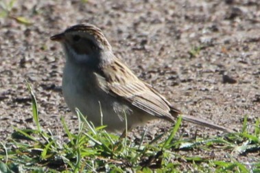 Clay-colored Sparrow - ML618714323