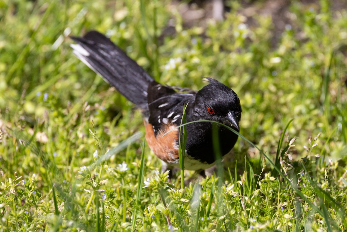 Spotted Towhee - ML618714398
