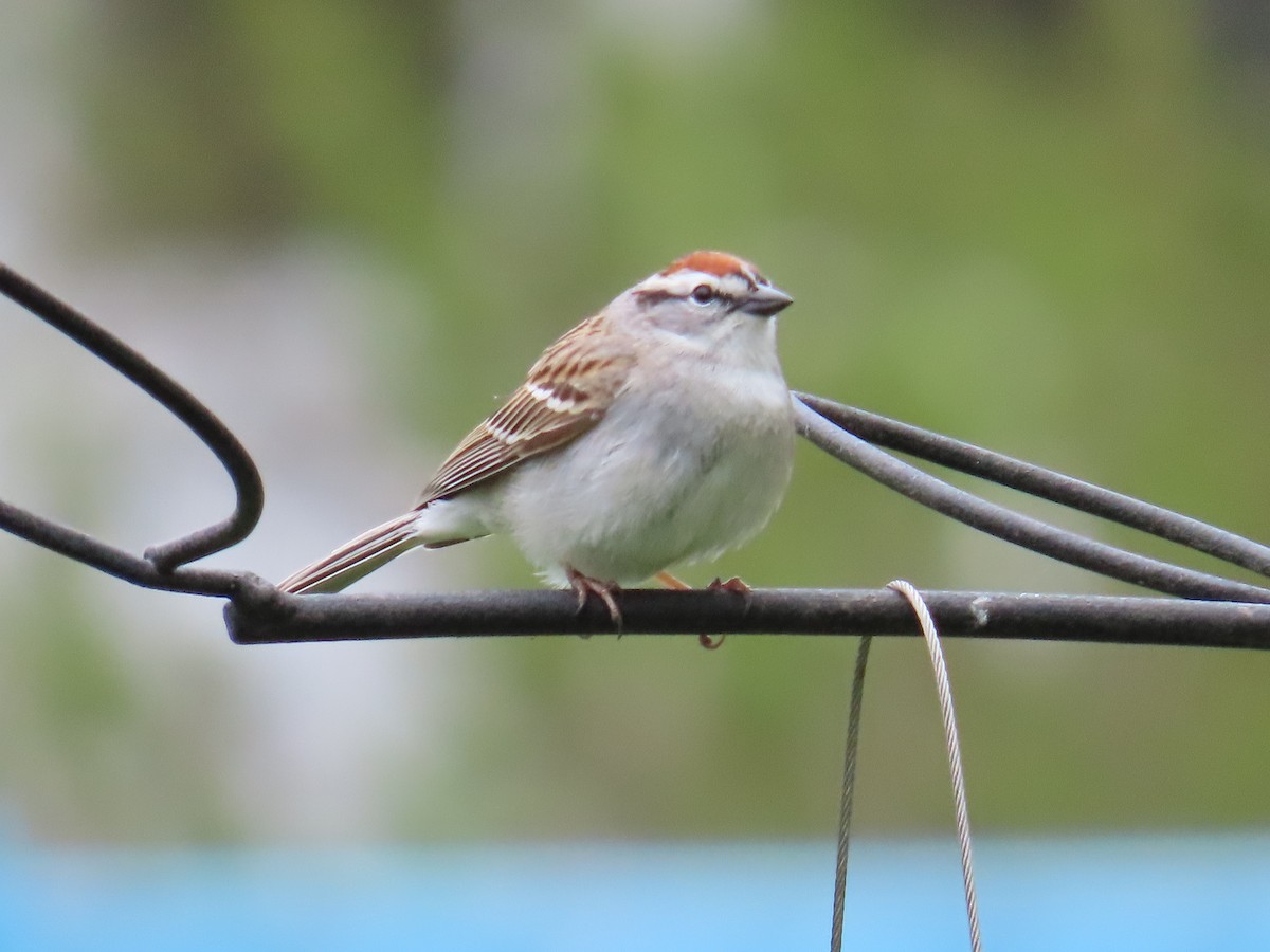 Chipping Sparrow - ML618714428