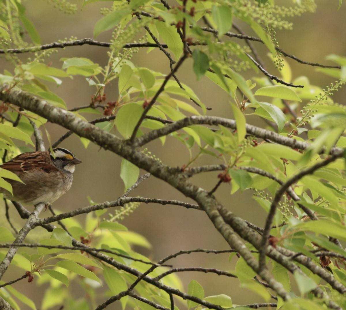 White-throated Sparrow - ML618714434