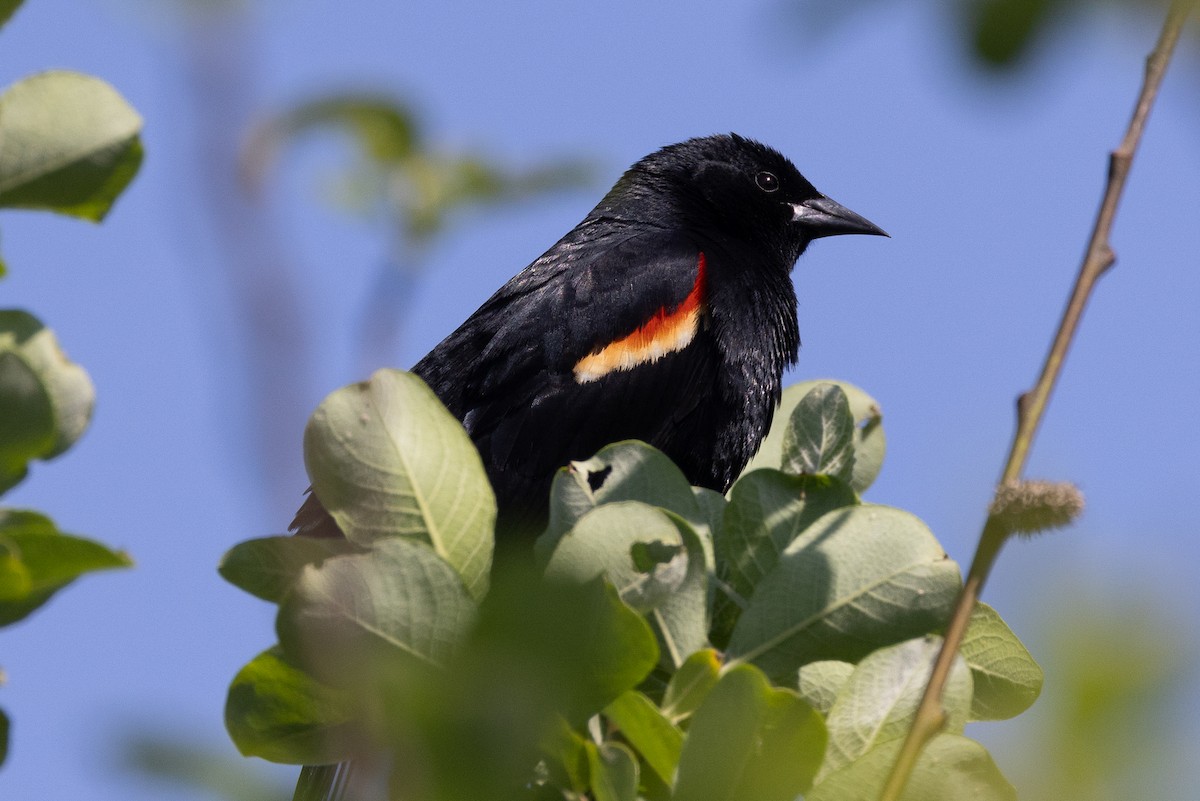 Red-winged Blackbird - ML618714440