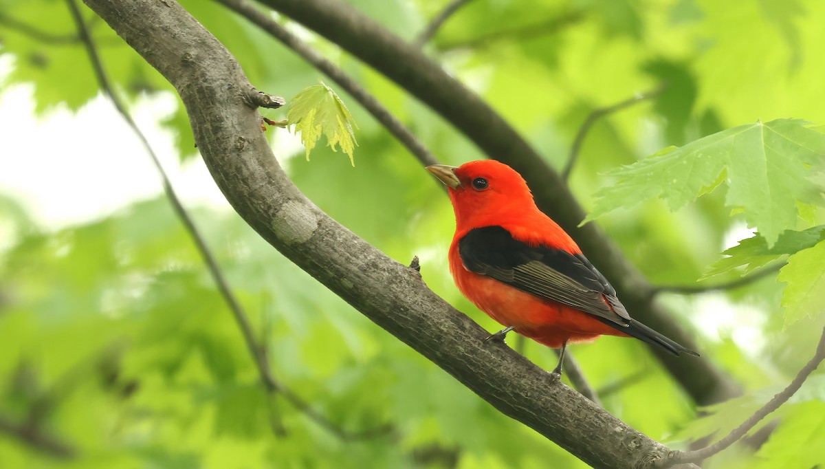 Scarlet Tanager - ML618714478